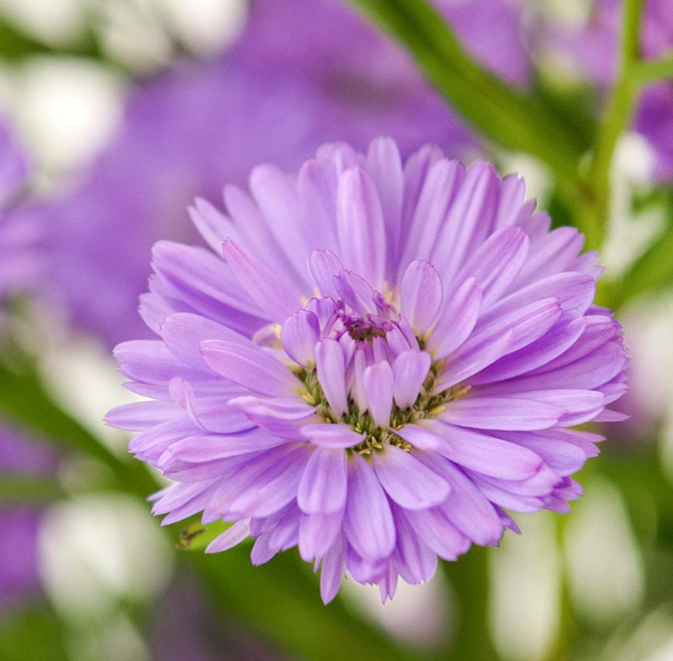 Purple Asters