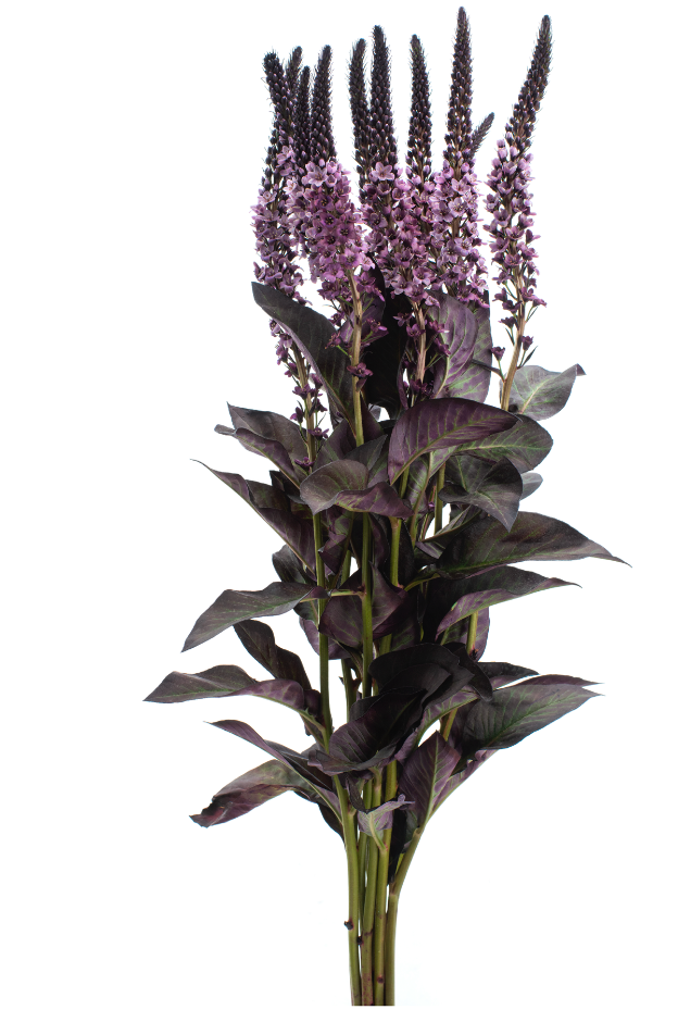 Purple Lysimachia