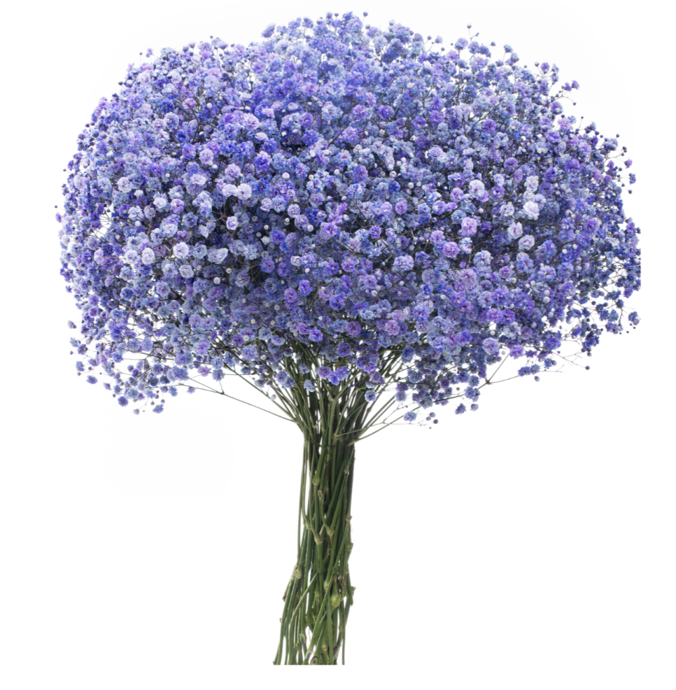 Purple Tinted Baby's Breath
