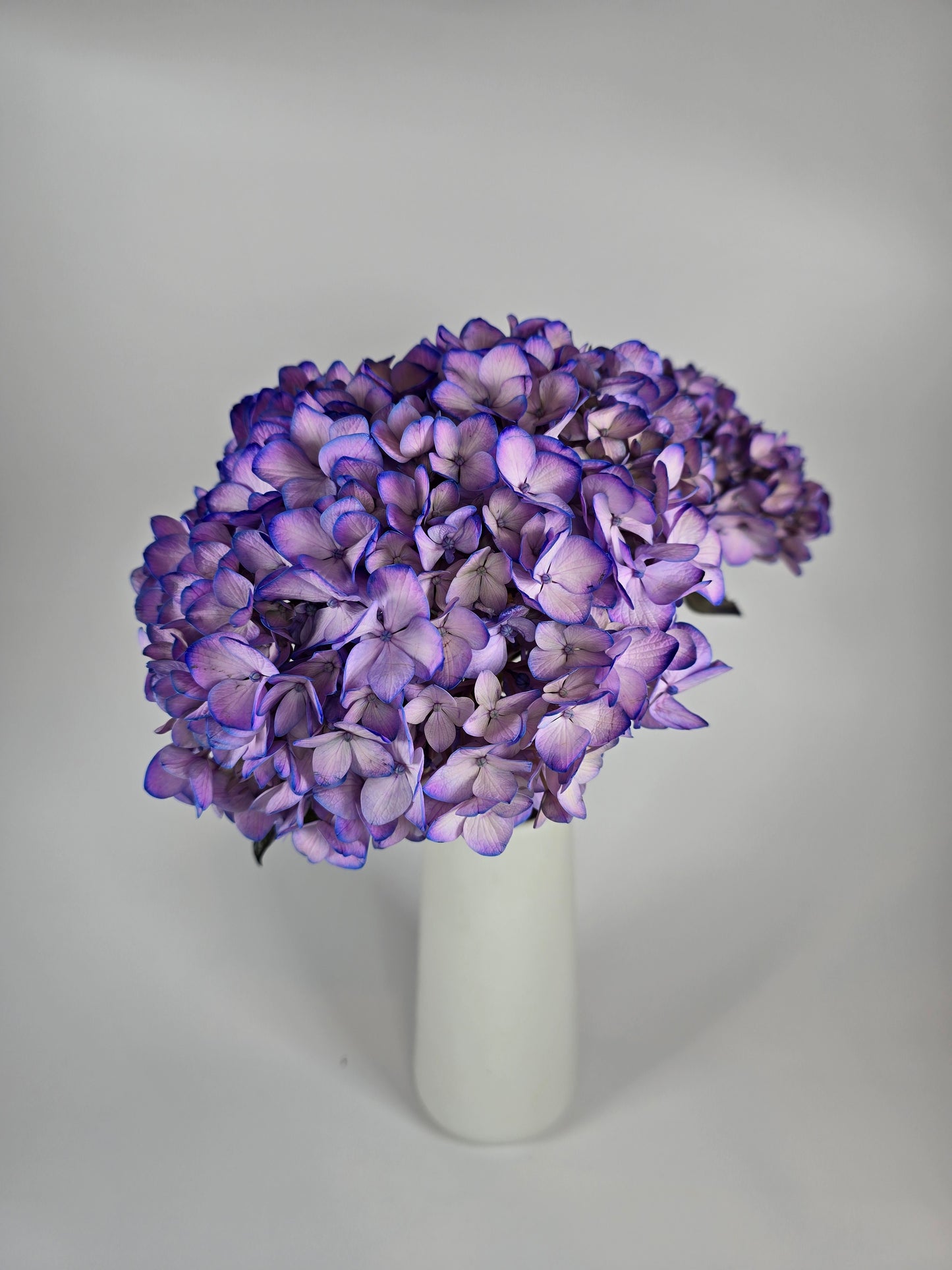 Purple Tinted Hydrangea