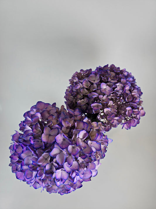Purple Tinted Hydrangea