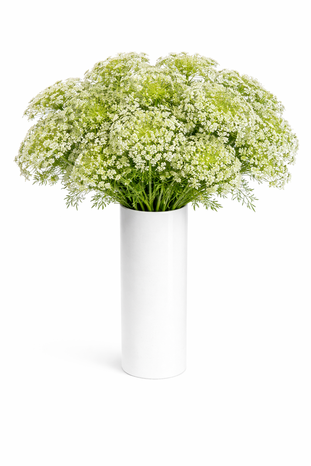 Queen Anne's Lace Flowers