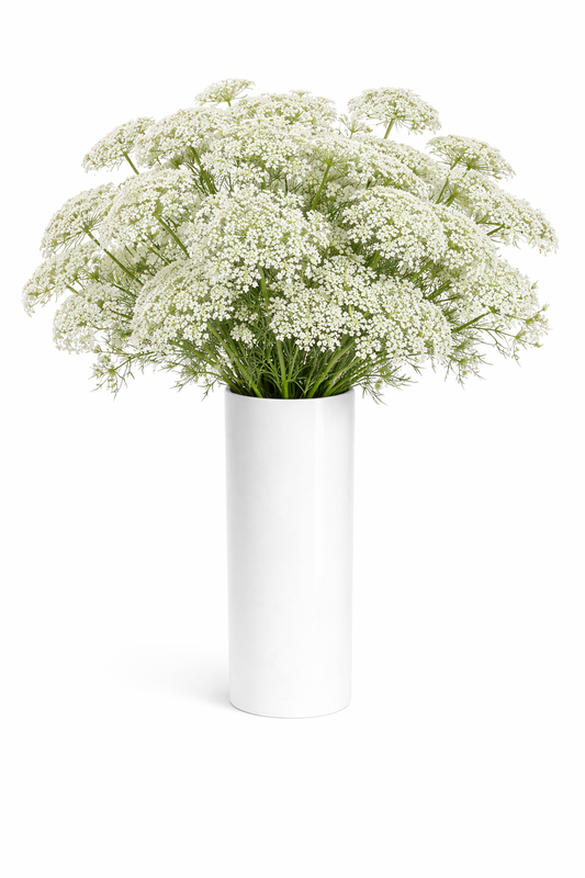 Queen Anne's Lace Flowers