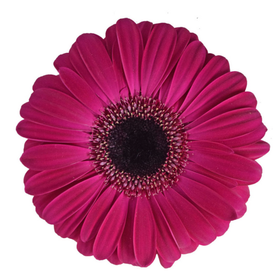 Raspberry Gerbera Daisies