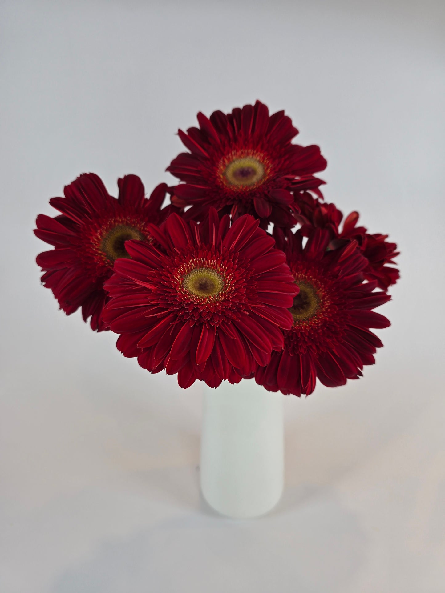 Red Gerbera Daisy