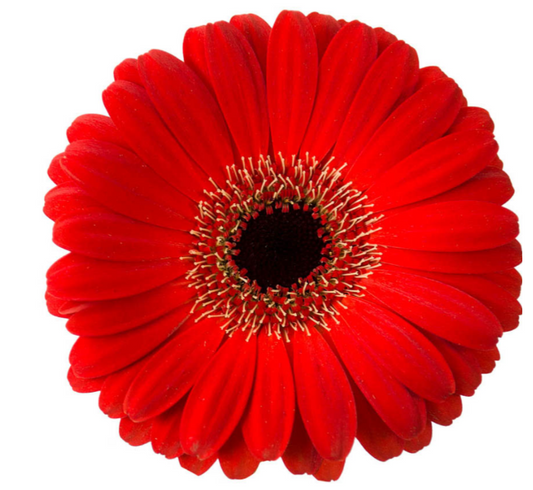 Red Mini Gerbera Daisies