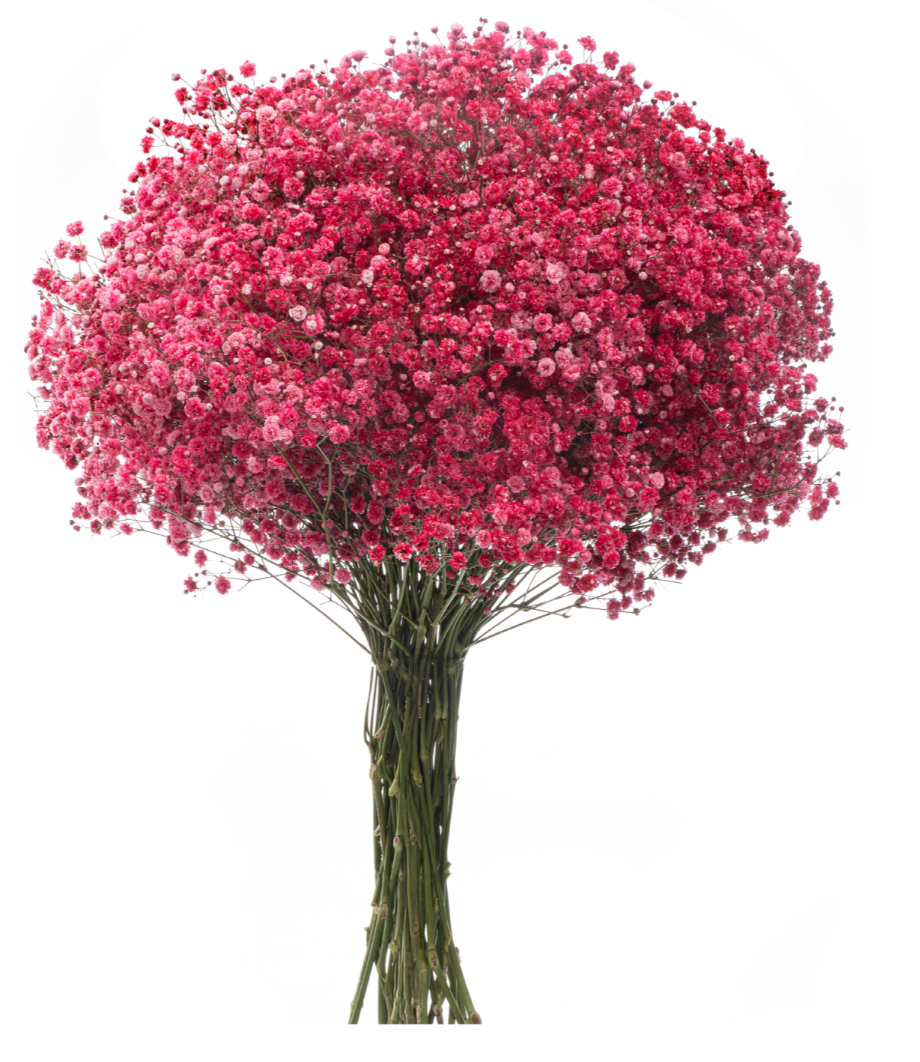 Red Tinted Baby's Breath