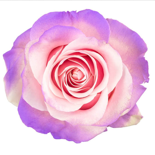 Candy-Dipped Edge Fresh Cut Tinted Roses