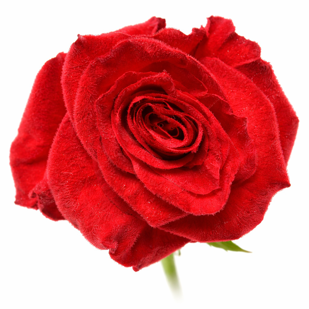 Royal Crimson Velvet Fresh Cut Roses