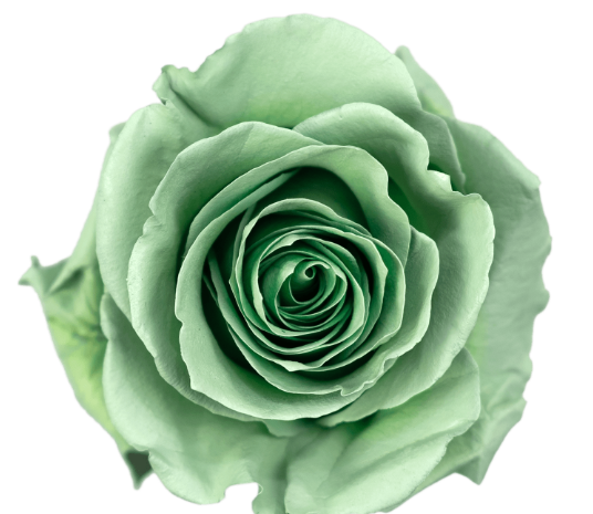 Sage Green Tinted Roses