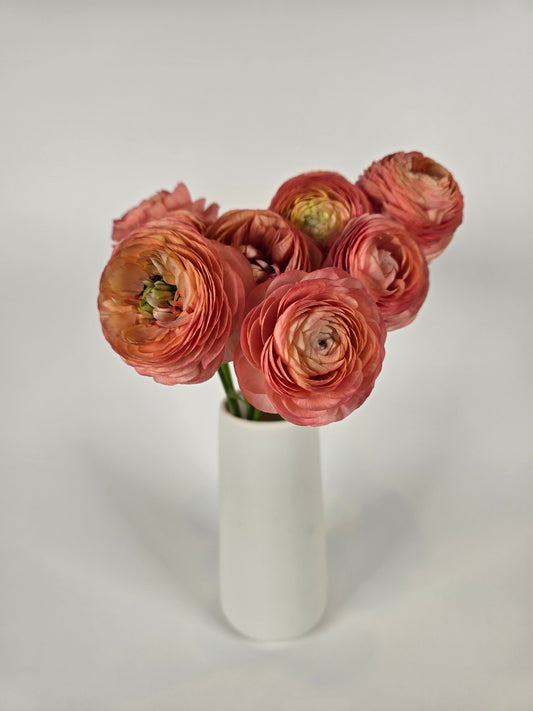 Salmon Ranunculus