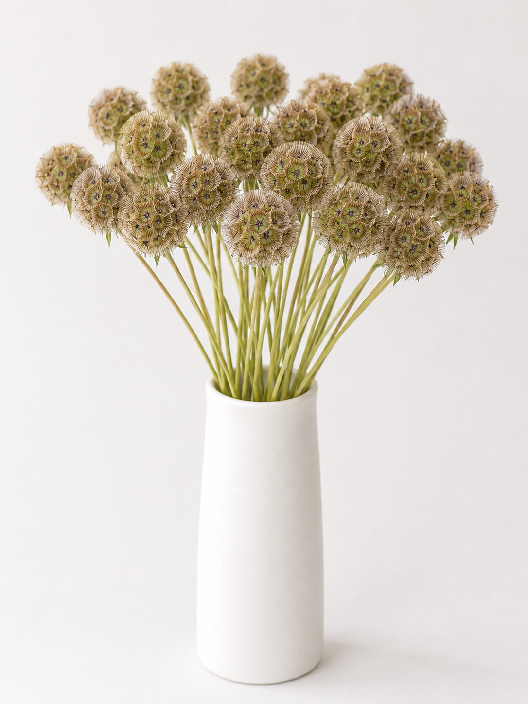 Scabiosa Pods