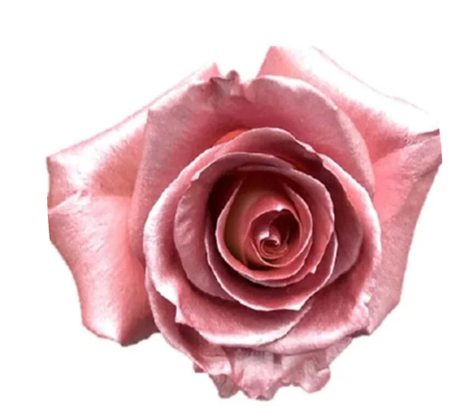 Soft Pink Metallic Tinted Roses