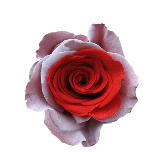 Strawberry Cream Tinted Roses