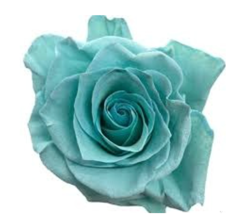 Teal Blue Tinted Rose