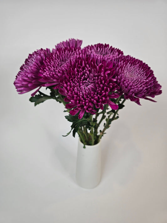Velvet Plum Cremon Mums