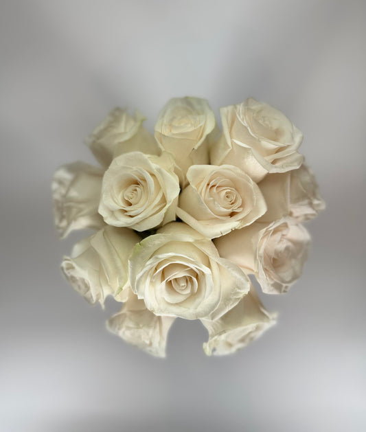 Vendela Cream Rose