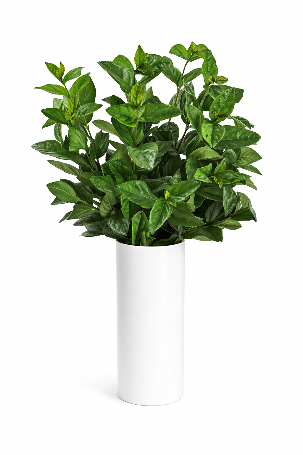 Viburnum Greenery