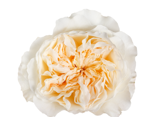 Vicky Ivory Garden Roses