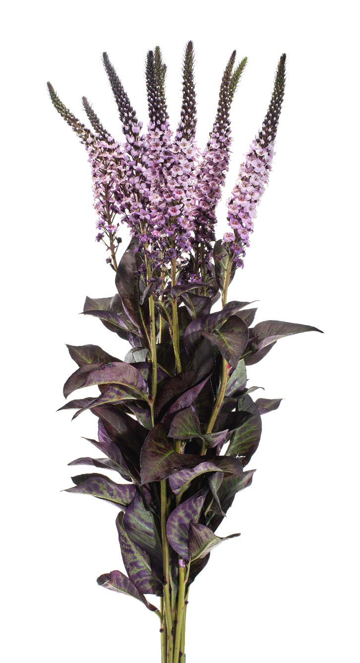 Vintage Pink Lysimachia