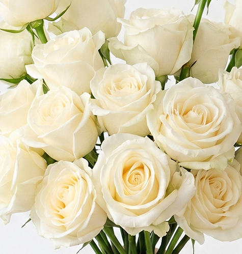 White Chocolate Ivory Roses