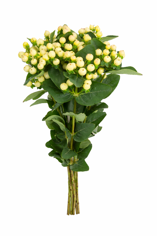 White Hypericum Berries