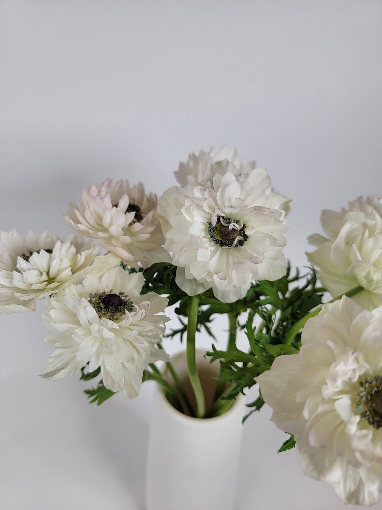 White Levante Anemone
