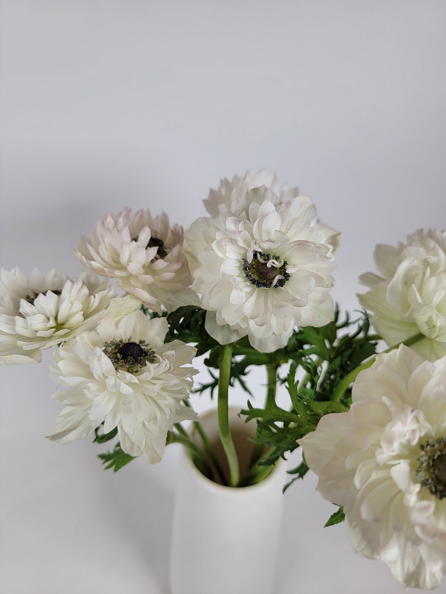 White Levante Anemone