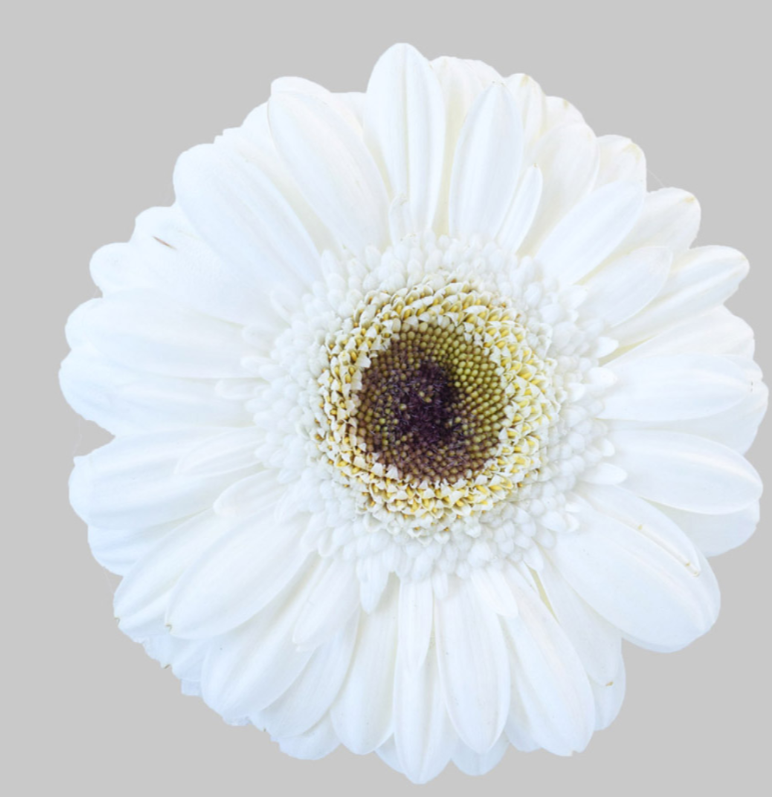White Mini Gerbera Daisies