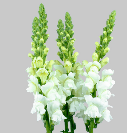 White Snapdragons