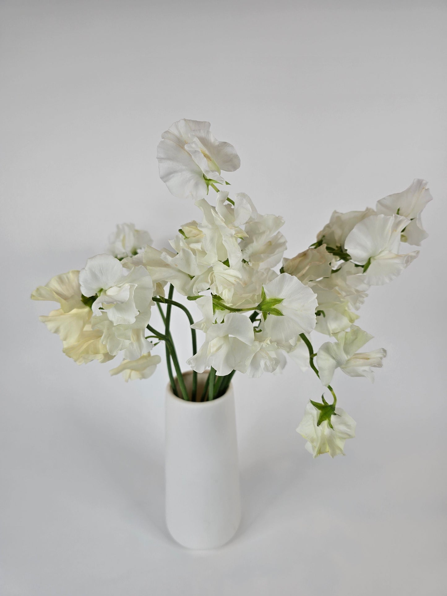 White Sweet Peas