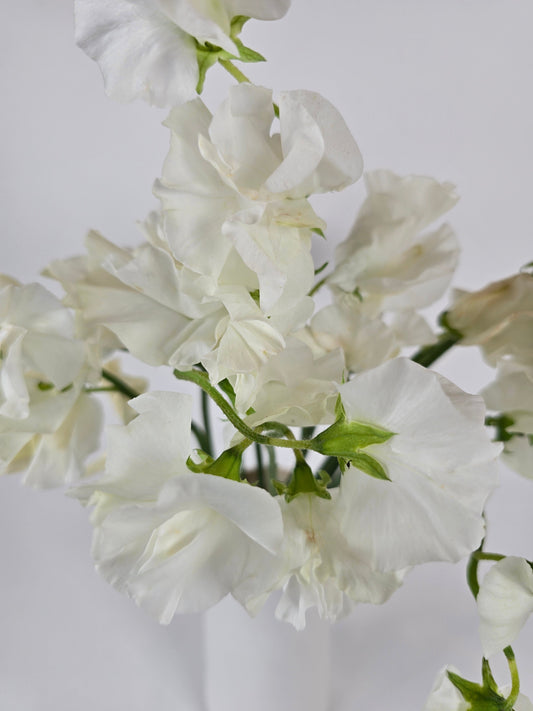 White Sweet Peas