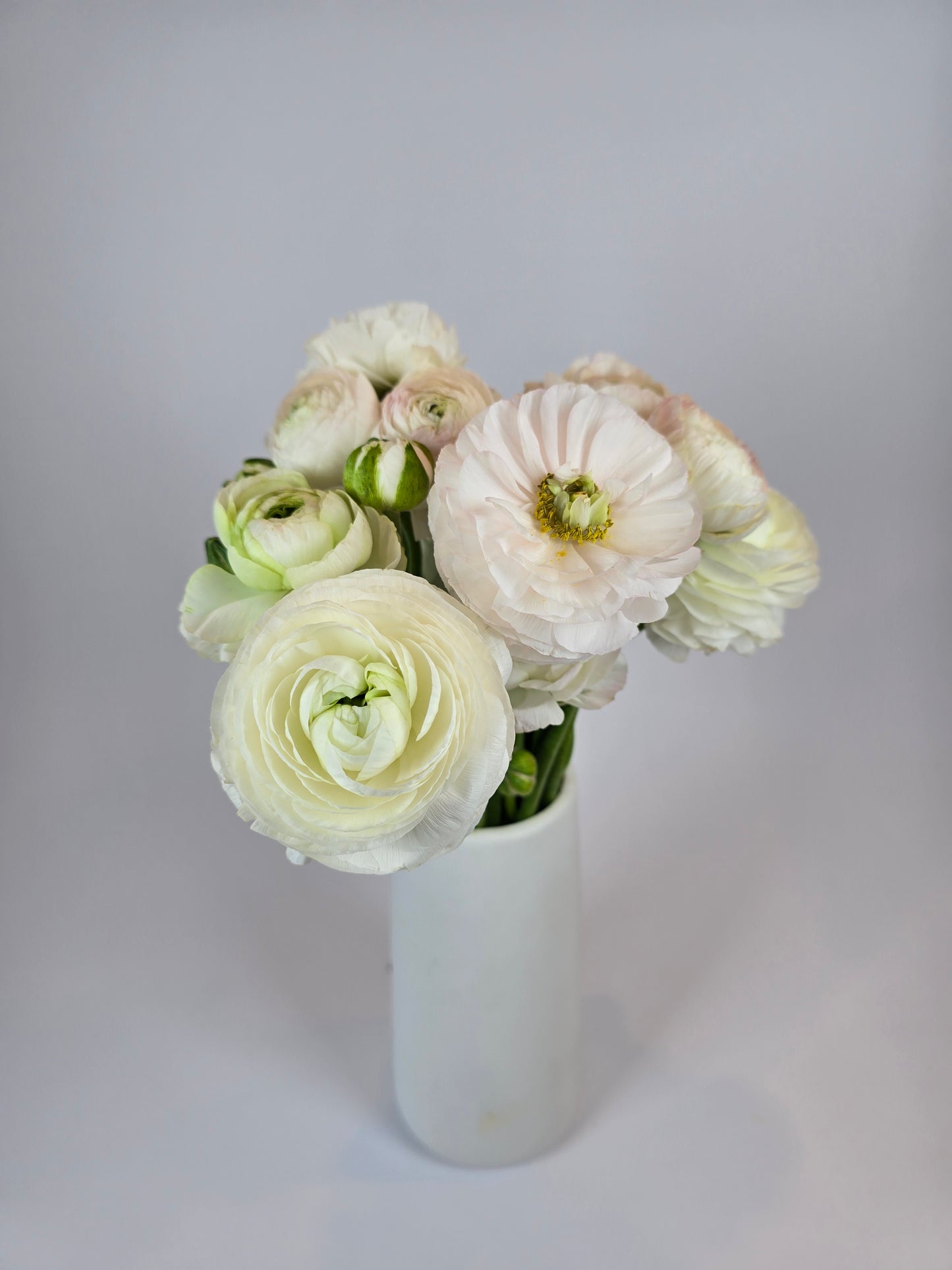 White with a Hint of Blush Ranunculus