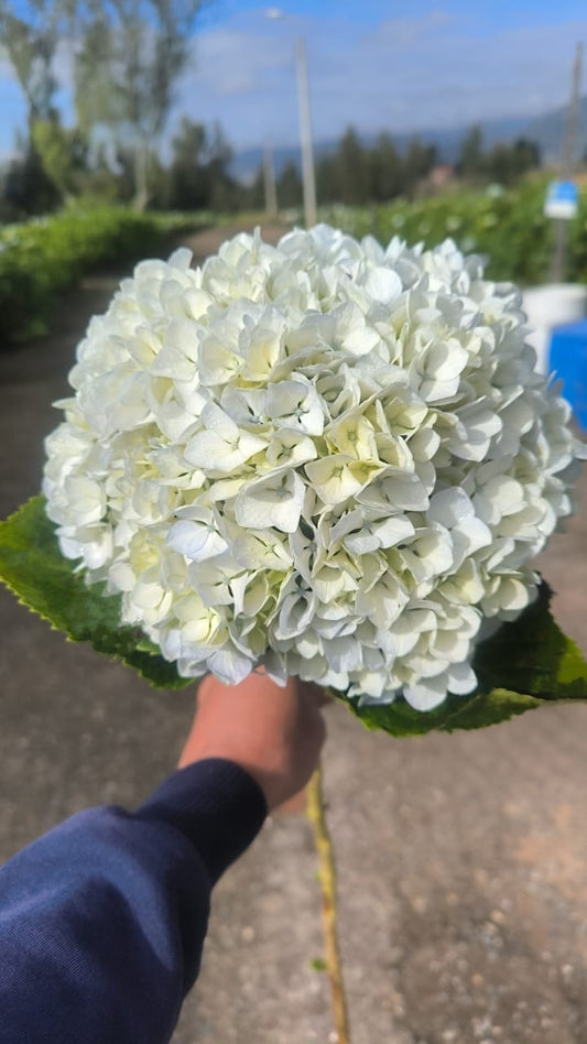 White Hydrangea