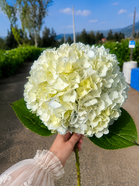 White Hydrangea