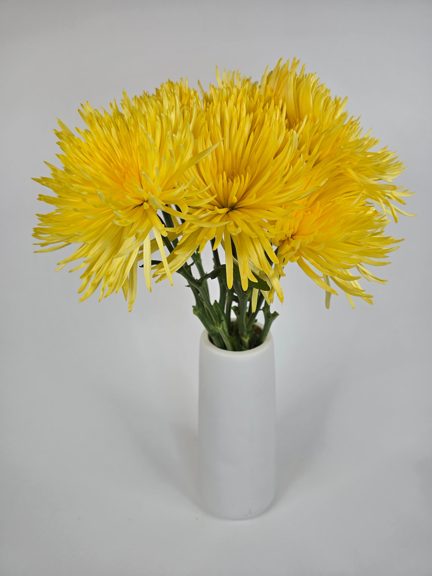 Yellow Anastasia Spider Mums