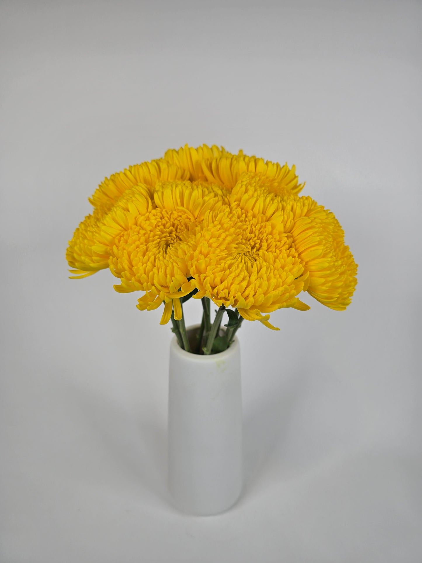 Yellow Cremon Mums