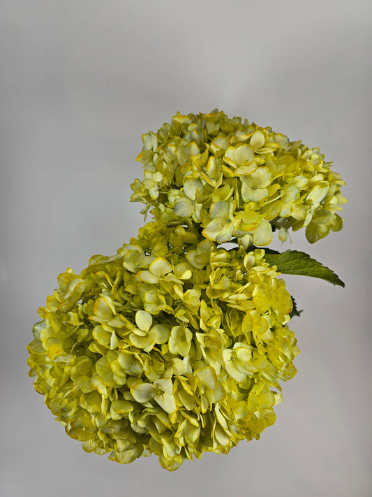 Yellow Tinted Hydrangea