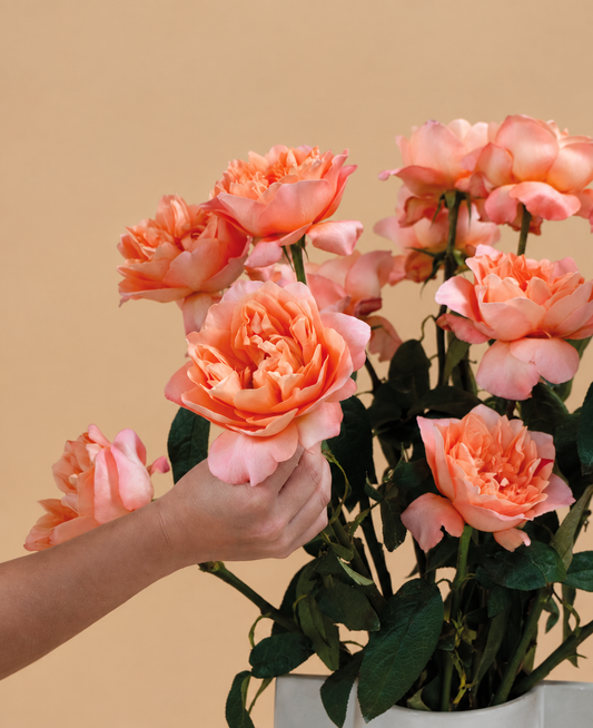 Luxury Rose Trends 2026 for Elevated Events
