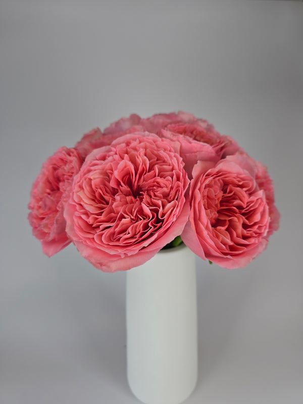 The Garden Rose Collection