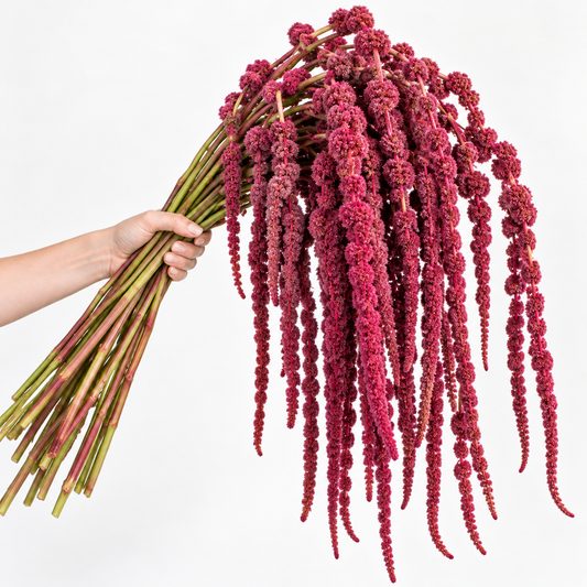 Red Hanging Amaranthus