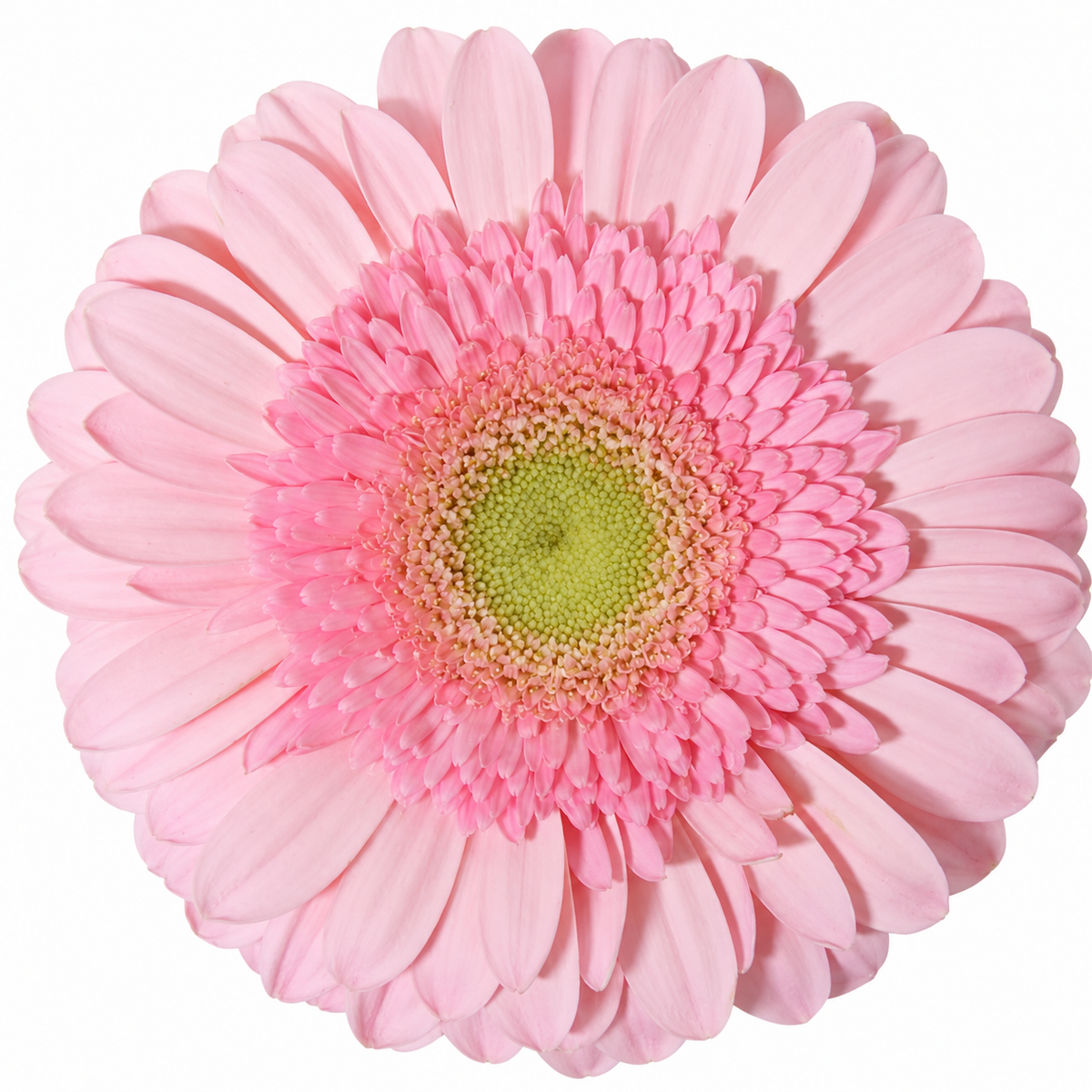 Light Pink Gerbera Daisies