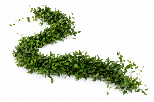 Smilax Garlands