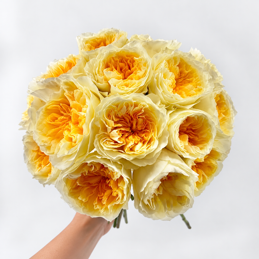 Antonia Buttery Yellow Garden Rose