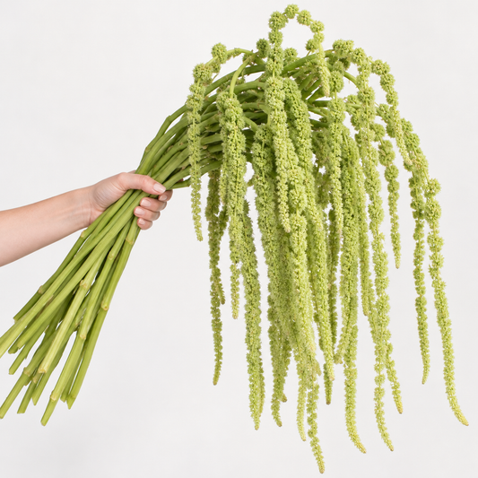 Green Hanging Amaranthus