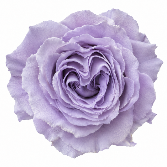 Lavender Velvet Dream Tinted Fresh Cut Roses
