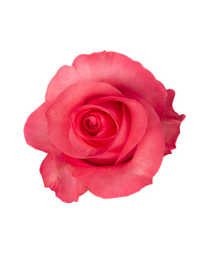 Pink Love Rose