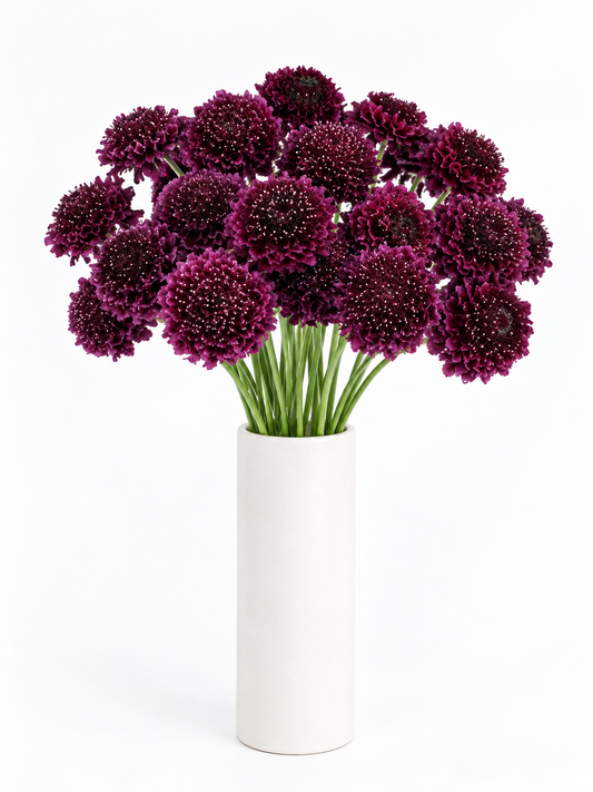Burgundy Scabiosa