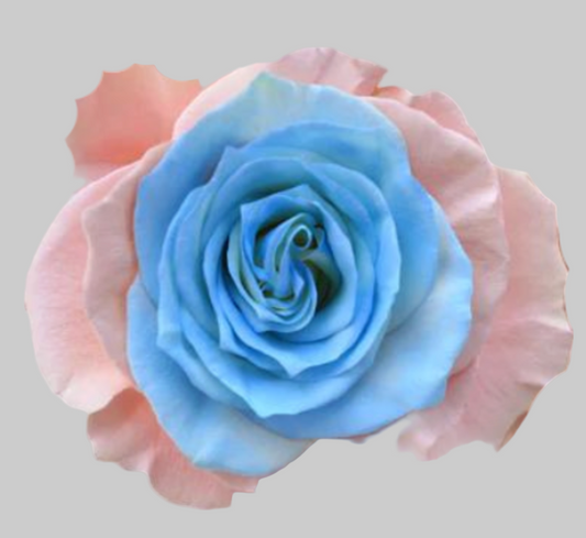 Gender Reveal Party Tinted Roses