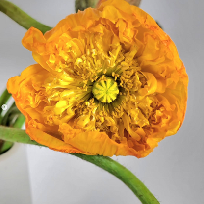 Assorted Poppies